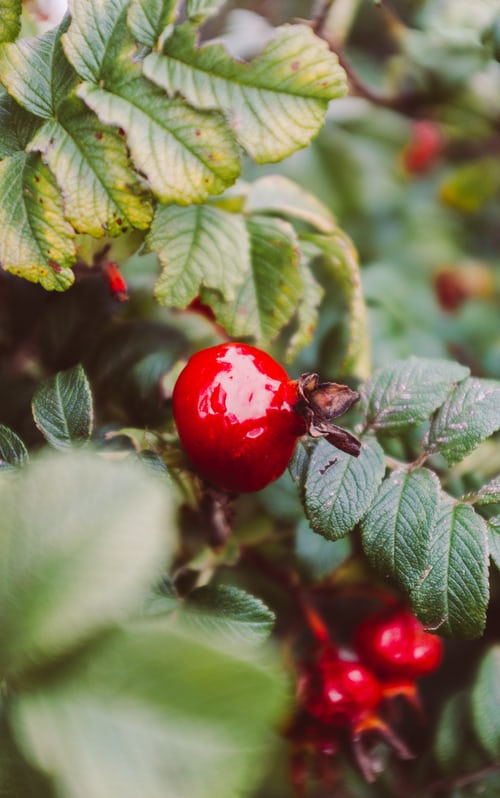 Rosehips on plant in fall